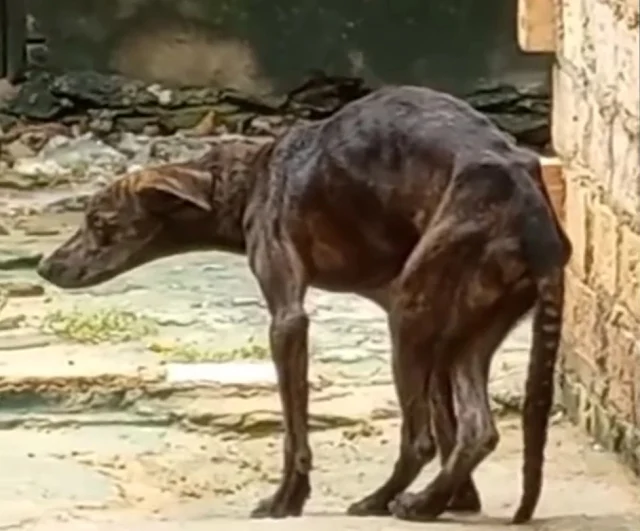 Today, the dog thrived in a loving home,...