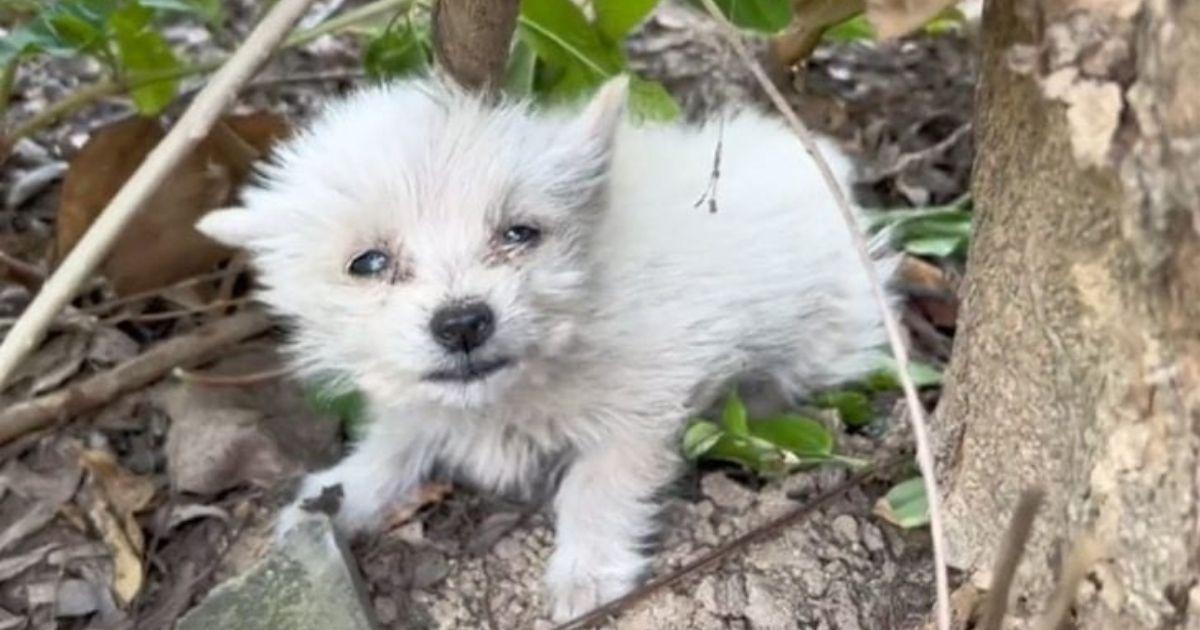 Animal rescuers, alerted by compassionat...