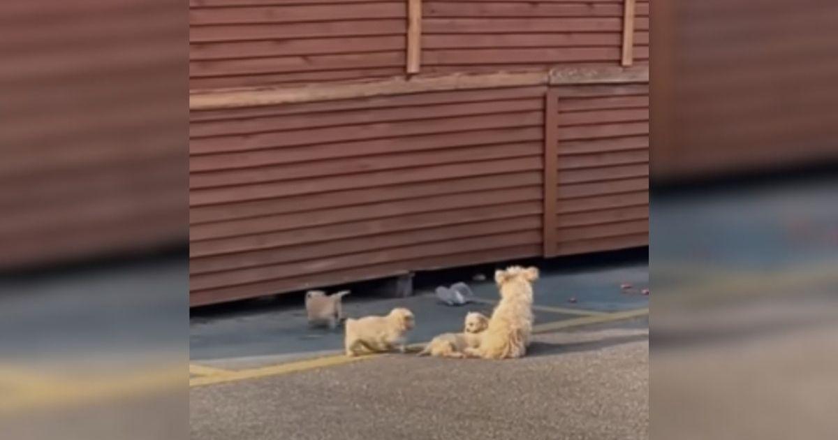 Trusting their instincts, the rescuer de...