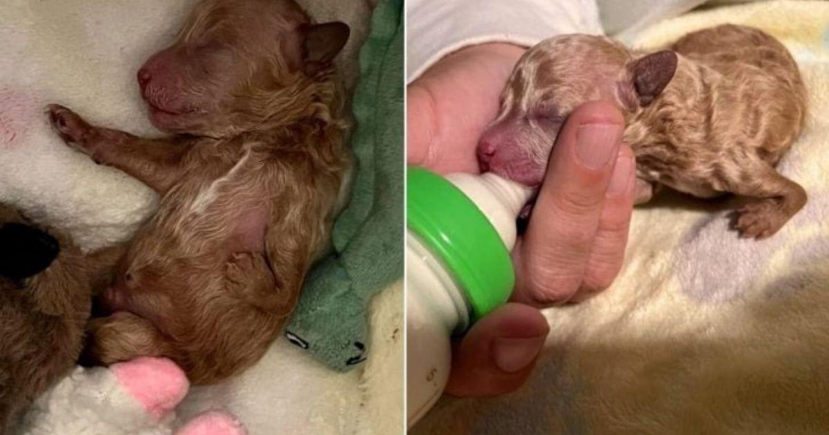 Flipflop's journey began with a tough st...