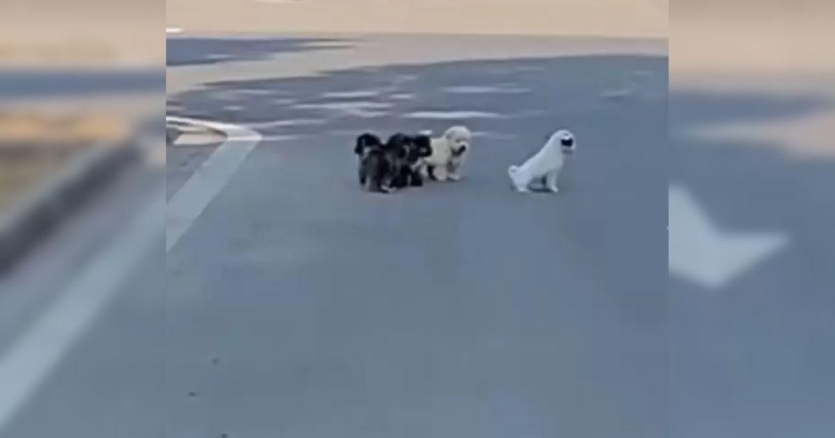 After feeding the dogs, the onlookers no...