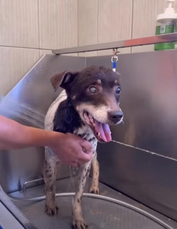 Brownie's story took a heartwarming turn...