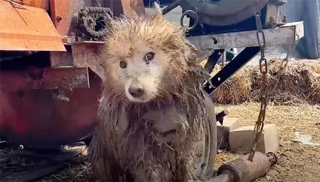 The rescue mission was challenging. Each...