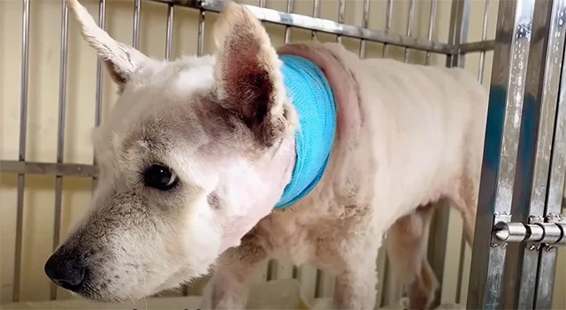 He was gently transported to a shelter, ...