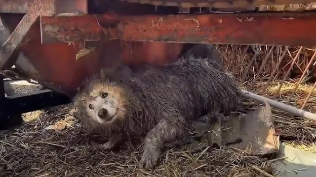 When rescuers arrived, they found more t...