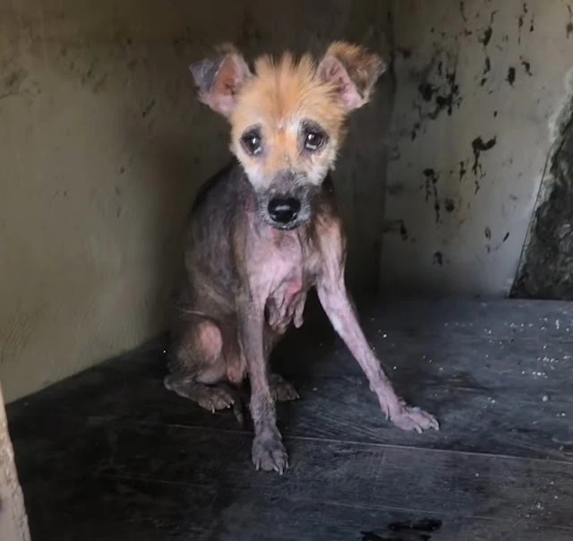 According to Desi, one of the rescue wor...