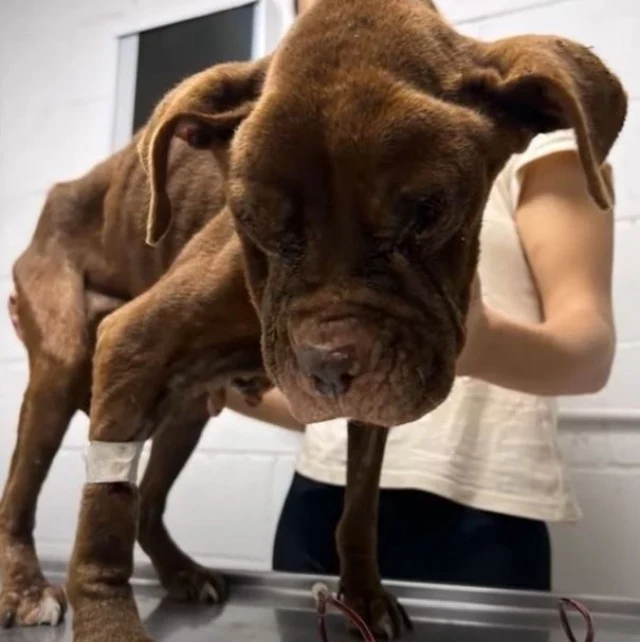 Eventually, the once-abandoned Pitbull t...