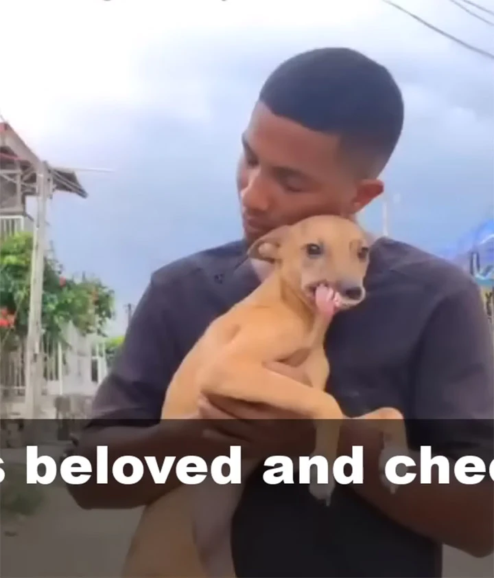 A veterinarian, with a somber tone, ment...