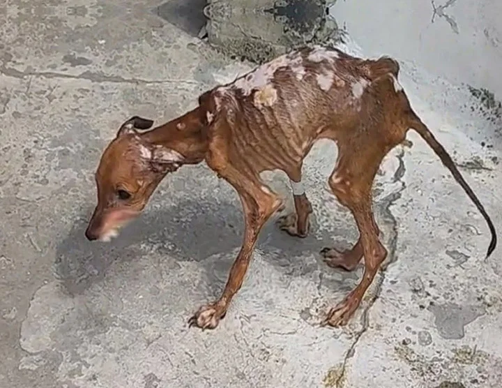 The dog's frail body showed each bone be...
