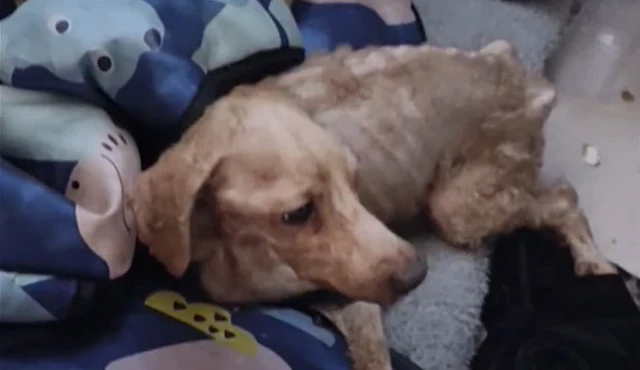 Rescuers offered him various types of fo...