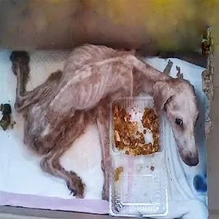 Although his path to recovery is still o...