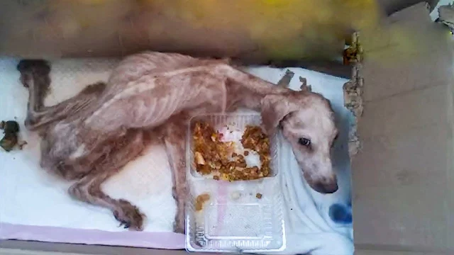 The dog had remained in the home since i...