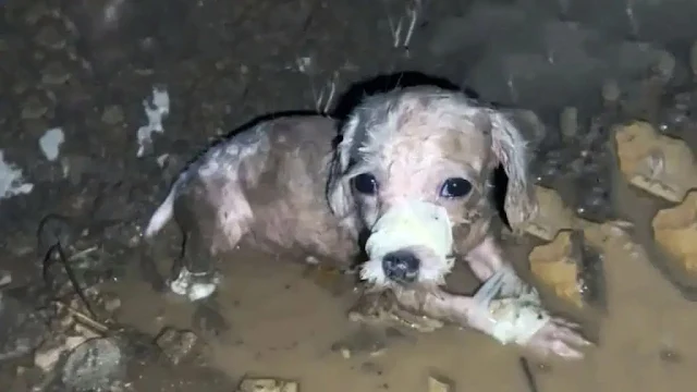 Lucky's condition was dire, requiring im...