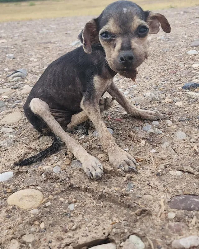 The day eventually came when Tika found ...