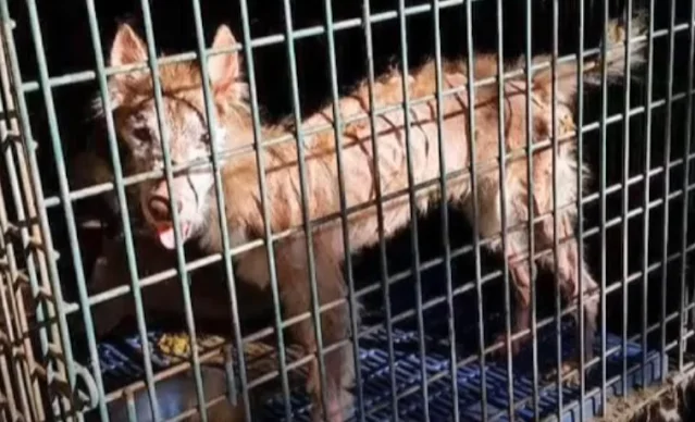 In the weeks following their rescue, Ali...