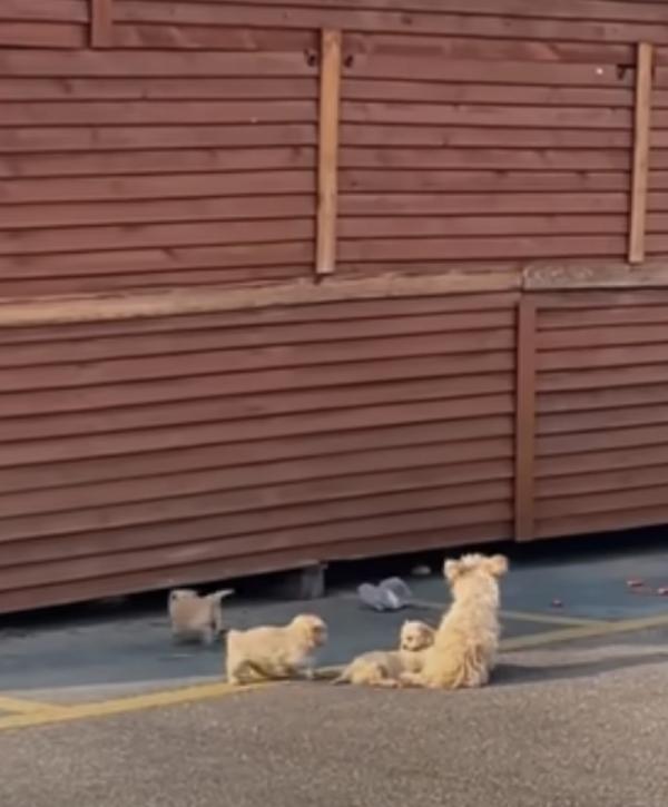 At their foster home, the mother dog exp...
