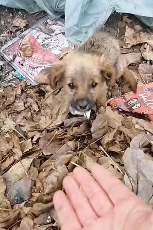 Deeply moved, the rescuers carefully pic...