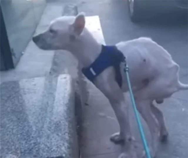 Today, Frankie runs and plays with joy, ...
