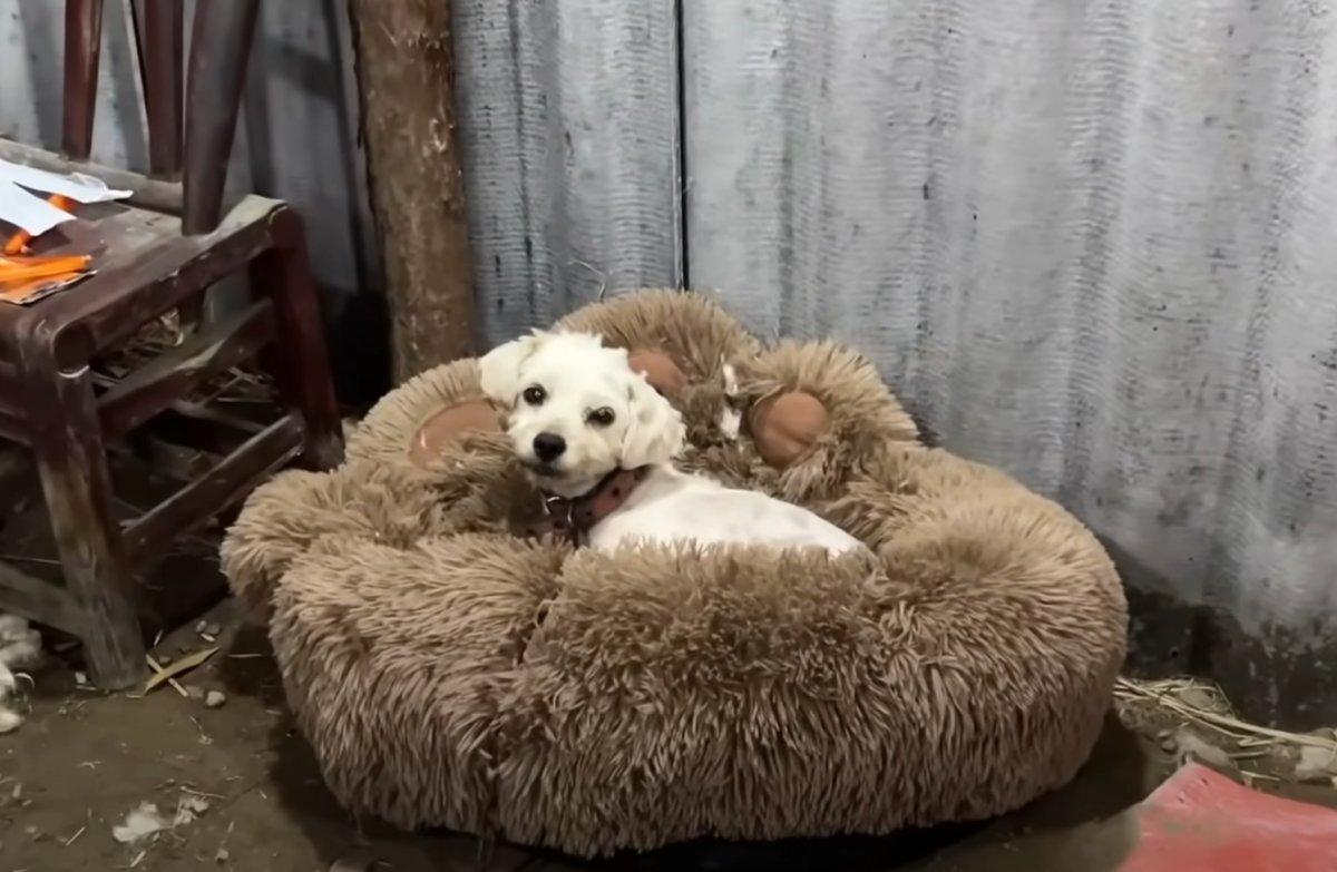 Determined to give the surviving pup the...