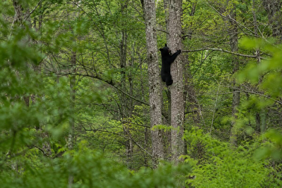 Black bear climbing a tree in a Virginia woodland