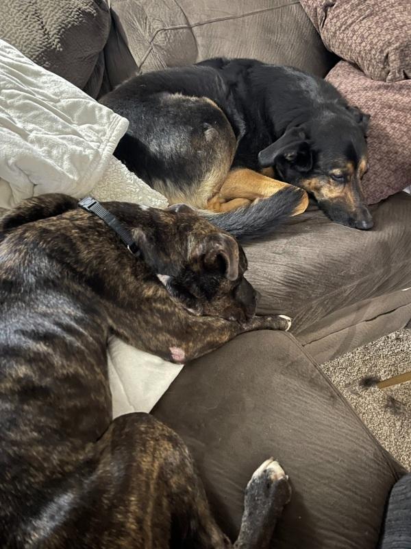 Today, Brutus enjoys a life full of love...