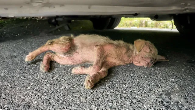 Upon taking him to the vet, they found h...