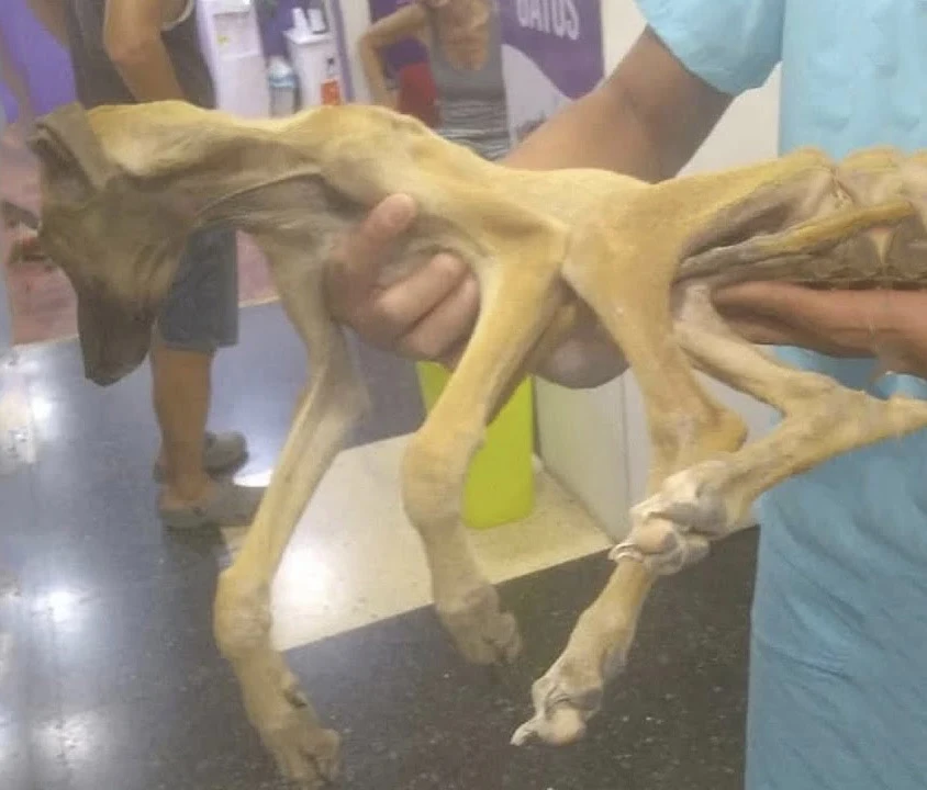 Struggling with each step, the dog was b...