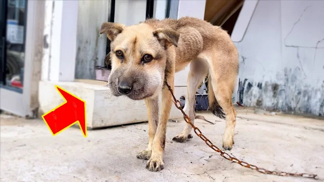 When rescuers discovered him, their hear...