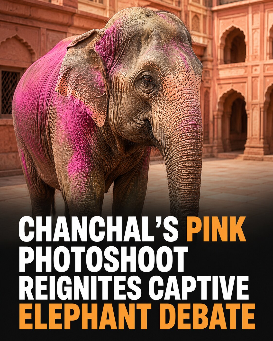 An elderly Asian elephant with patches of pink festival powder and a headline about the captive elephant debate