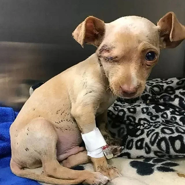 The puppy, later named Thor, was found w...