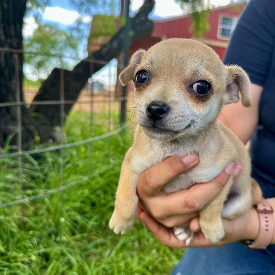 When Miss Bianca and her pups arrived at...