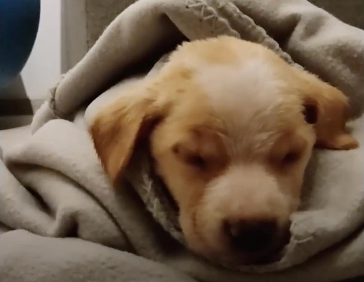 Named Thunder, the puppy no longer showe...