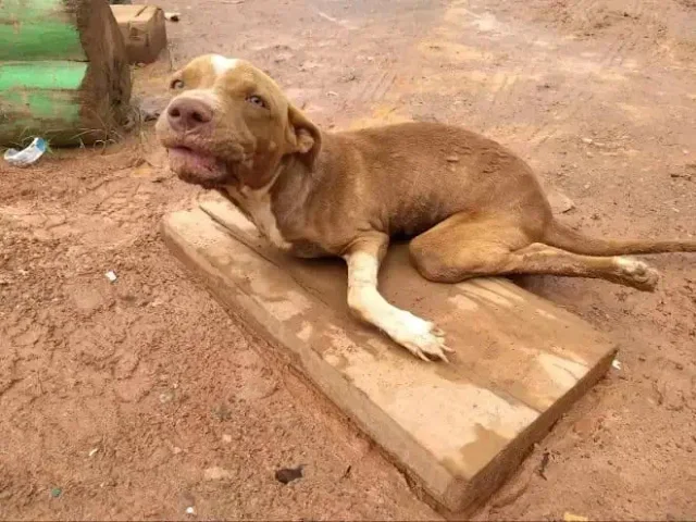 Moved by his condition and his gentle na...