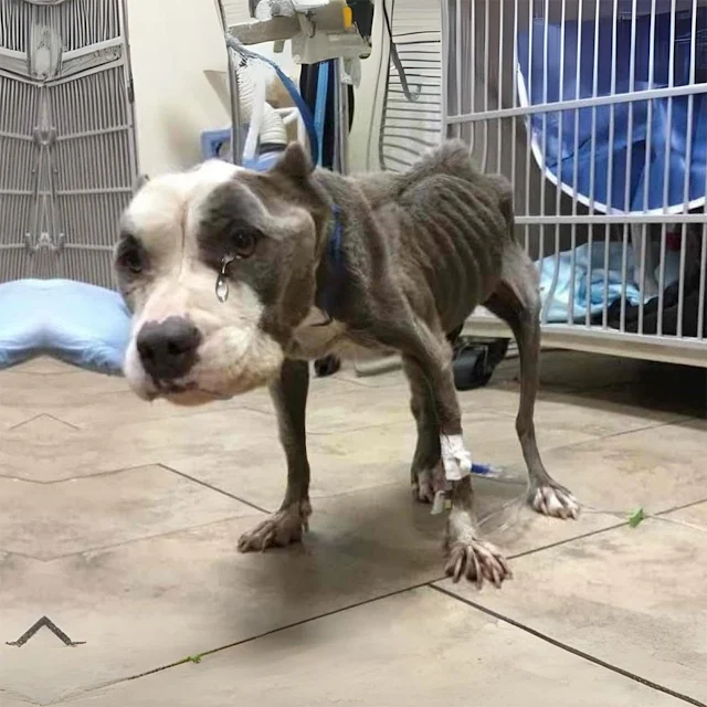 Despite the dire circumstances, the vete...