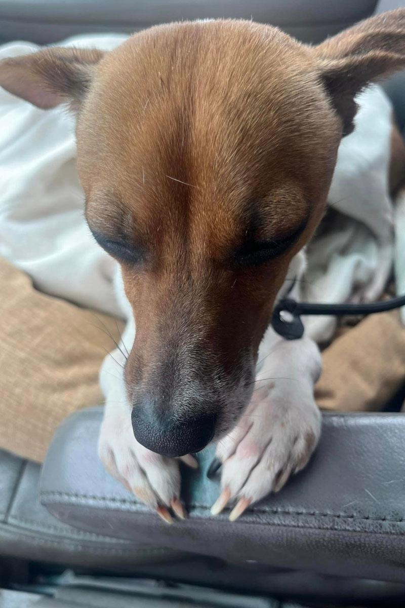 Upon arriving at Camino Pet Hospital in ...