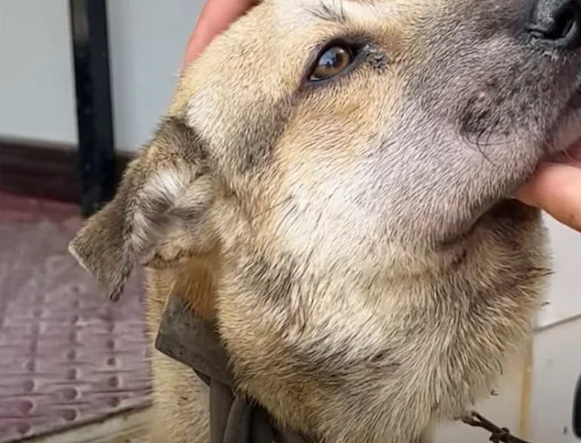 With gentleness, the rescuers freed him ...