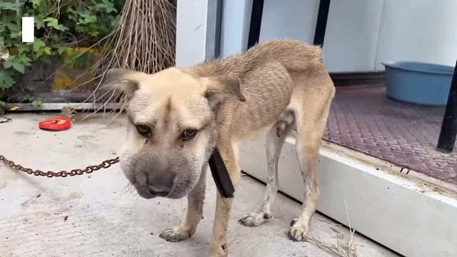 The dog's dismal existence was turned ar...