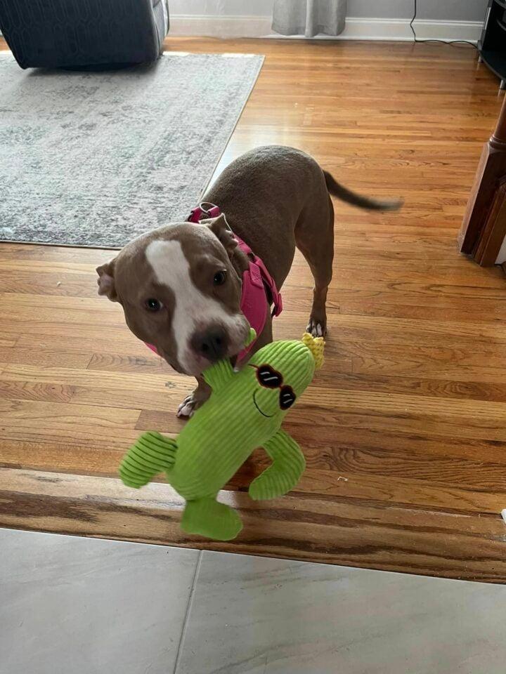 Not long after, Mia’s journey took a joy...
