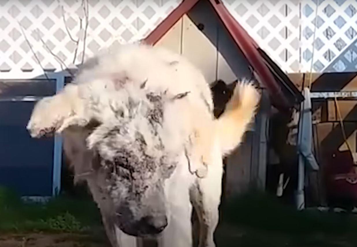 Bo's path to recovery began at a veterin...