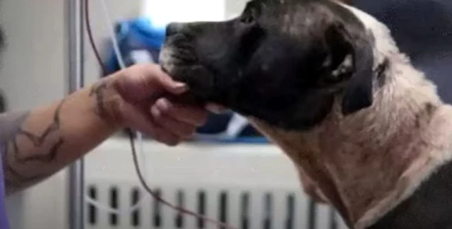 The compassion and commitment of the Tex...
