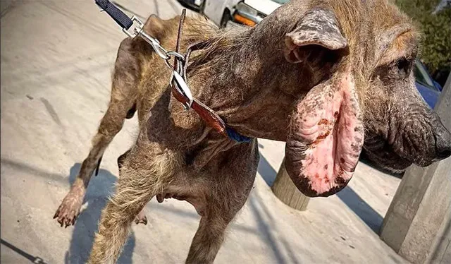 As weeks turned into months, Benji's tra...