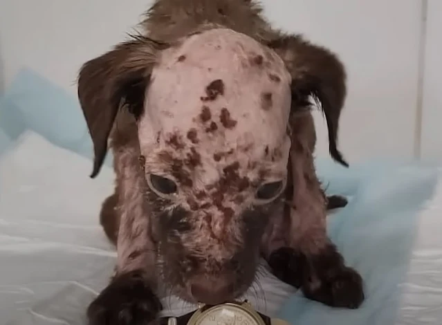 A month after being saved, Lak had made ...
