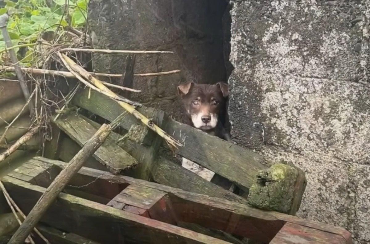 Approaching Brownie, the rescuers notice...