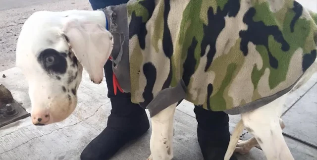 Now, he is not just the puppy who overca...