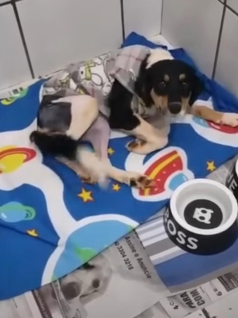 As Tom approached, the dog's eyes bright...