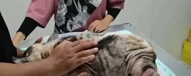 Adopted by a loving family, Bama thrived...