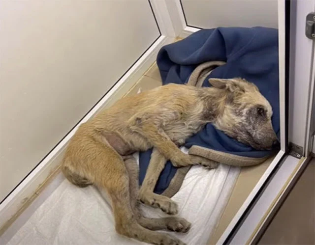 Six months after being rescued, Zippo ac...