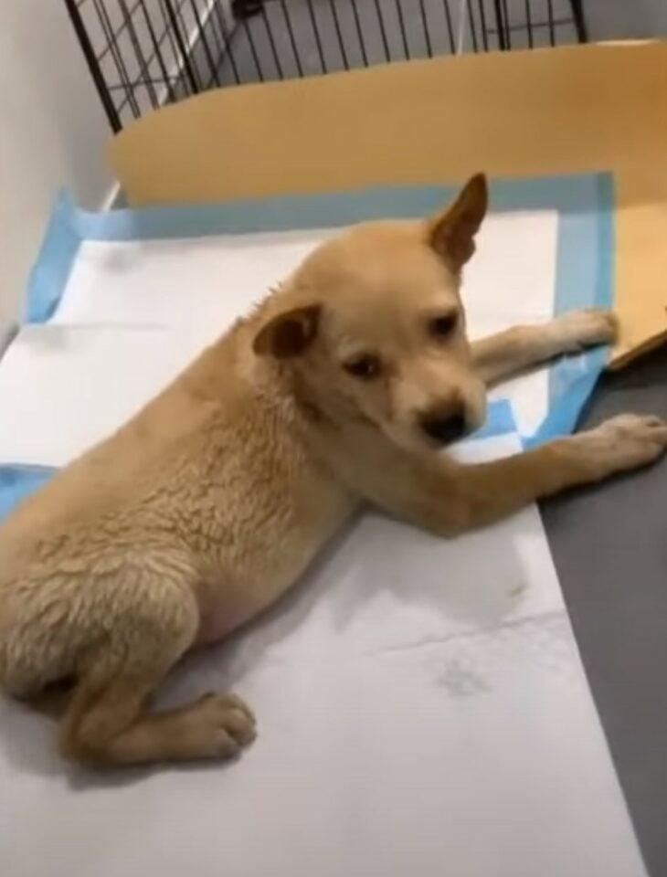 Deeply moved by Lucky's journey and unde...