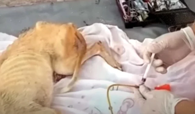 A visit to the veterinarian unveiled her...