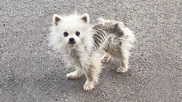 In its quest for food, the dog scoured t...